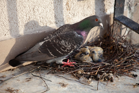 Adult pigeon and a small hatched pigeon chick in a nest of branches on the balcony of the house