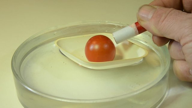 Demonstration of diamagnetism, a small untampered tomato floats in a small "boat". As a strong magnet is held towards the tomato a repulsion can be seen as the tomato drifts away from the magnet.