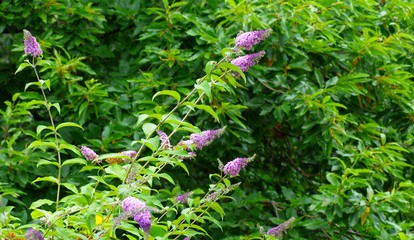 Traditional English garden with flowers and plants during summertime