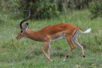 Impala (Aepyceros melampus), Maasai Mara, Kenya.