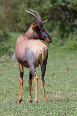 Topi (Damaliscus lunatus) adult female , Maasai Mara, Kenya.