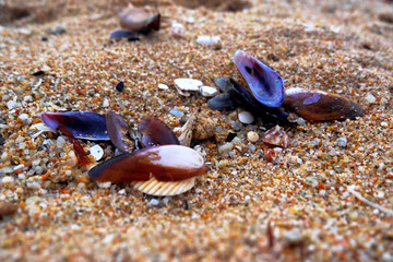 Evening beach with shells