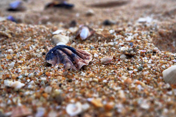 Evening beach with shells
