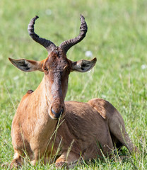 Hartebeest (Alcelaphus buselaphus cokei) sitting, Maasai Mara, Kenya.