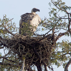 White-headed Vulture (Trigonoceps occipitalis) standing on a nest in a tree, Maasai Mara, Kenya.
