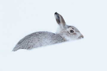 wintering mountain hare