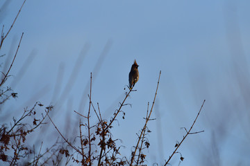 Fototapeta premium The bohemian waxwing on the branch with berries fruits in the late evening