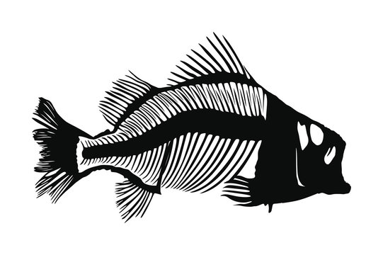 Fish skeleton vector silhouette illustration isolated on white background. Dead fish bone symbol. Fishbone fossil. Diet hungry concept.