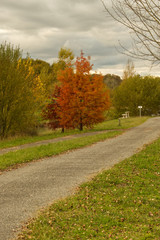 Automne et ses couleurs chatoyantes et flamboyantes végétation colorée