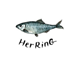 Herring watercolor illustration