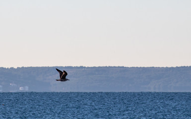 Seagull in flight over the adriatic sea, cloudless sky bright blue sea.