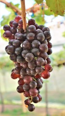 bunch of grapes on the vine