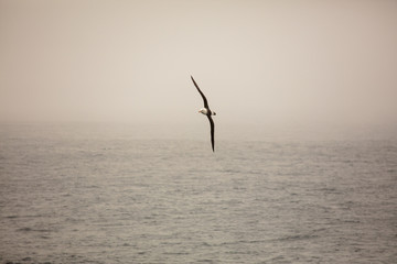 Fototapeta na wymiar Black Browed Albatross in flight over the Southern Ocean 