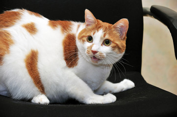 A look of surprise pet cat