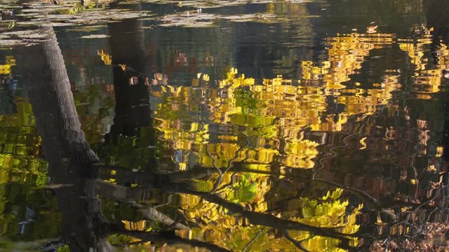 Autumn leaves reflect on a water surface Colorful trree crown Fall scenery