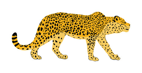 Leopard vector illustration isolated on white background. Wild cat in hunt lurking pray. Panther symbol. Silent predator, attraction in zoo park. Big wild cat from Africa and Asia. Lonely carnivore.