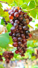 Red grapes in the gardenThai grapes vineyard,