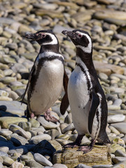 Magellenic penguins, Falkland Islands