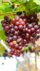 Red grapes in the gardenThai grapes vineyard,