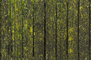 Fototapeta premium Background from old wooden boards covered with green moss.