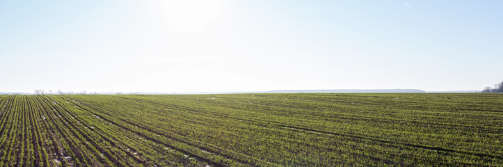 Agriculture. Young sprouts of an agricultural crop but a field on a sunny day, ecology, own production, clean nutrition