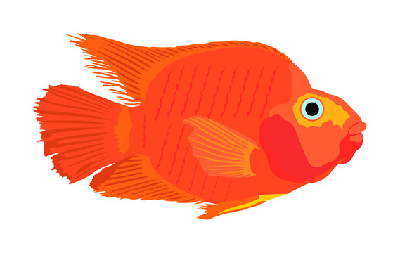 Red parrot fish vector illustration isolated on white background. Aquarium fish, exotic under water world. Coral reef Pisces. Blood parrot.