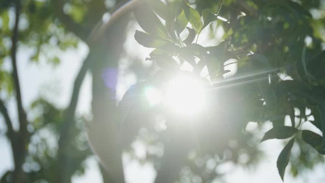 The sun peeks through the shade of tree leaves on the verge of dying.