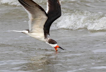 Black skimmer (Rynchops niger) skimming in stormy ocean, Galveston, Texas, USA.