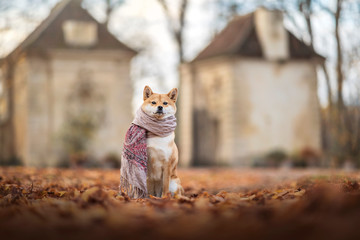 shibainu avec une écharpe 