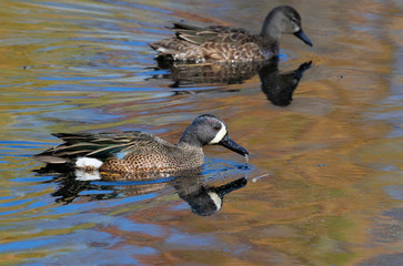 A couple of blue-winged teals (Anas discors) on water reflecting the autumn foliage, Brazos Bend State Park, Texas, USA