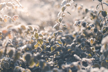 Leaves of a bush covered with hoarfrost against the background of sun rays.