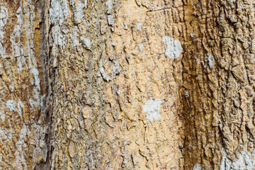 Old tree bark very detailed texture background