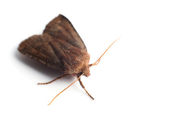 night butterfly isolated on a white background