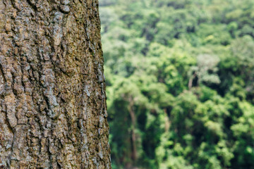 Obraz premium tree in the forest with blurred background
