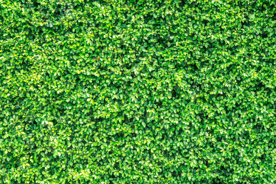 Beautifull green leaf wall in garden