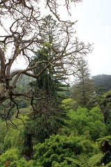 tall century-old trees in the city of Sintra, Portugal