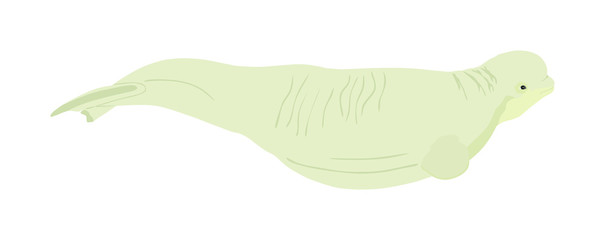 Beluga whale vector illustration isolated on white background. White whale symbol. Polar dolphin. Delphinapterus leucas. 