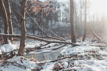 Nahaufnahme Schnee und Bäume