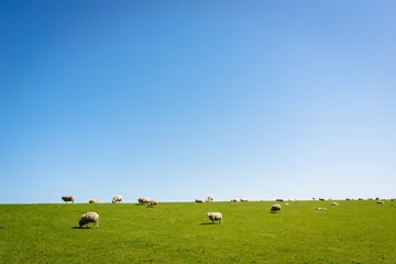 Tuinposter Sheep © domiiiw