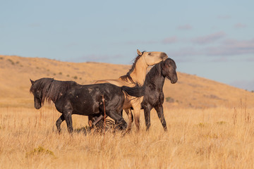 Obraz premium Wild Horses in the Utah Desert