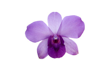 Beautiful Violet Orchid on white background with clipping path.