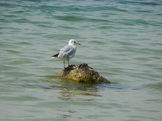 чайка на озере