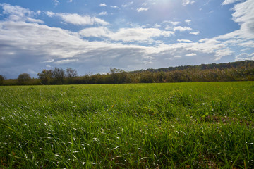 green meadow in late spring