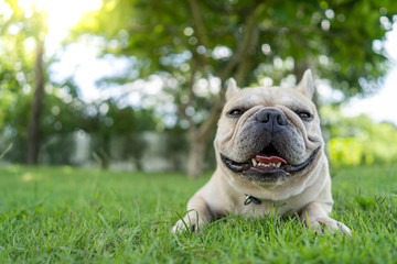 Cute french bulldog lying on grass in park.