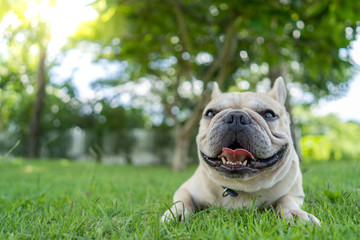 Cute french bulldog lying on grass in park.