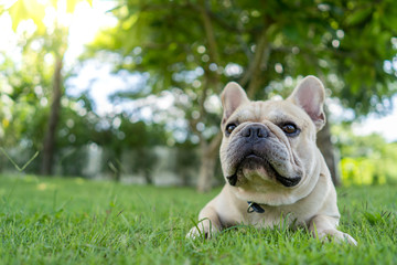 Cute french bulldog lying on grass in park.