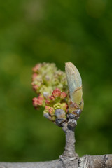Landscape background- aged architecture
