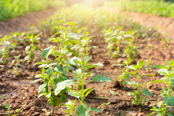 Basil seedlings in the field in the garden.