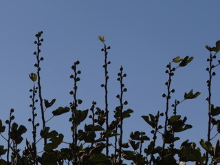 Naturaleza
