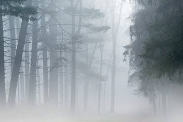 Spring landscape in fog, Kellogg Forest, Michigan, USA